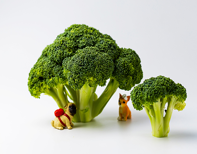 西藍花、蔬菜、食材-康興醫(yī)療器械官網(wǎng)